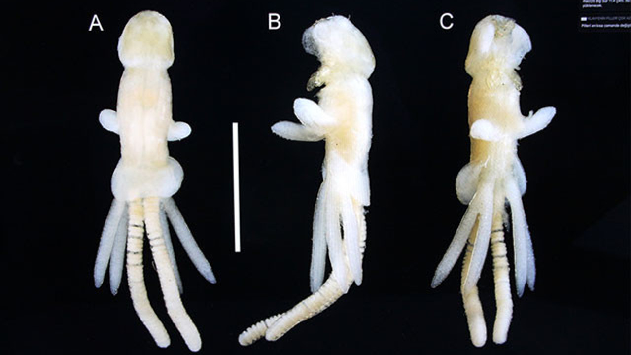 Başımıza daha neler gelecek. Şimdi de bu çıktı