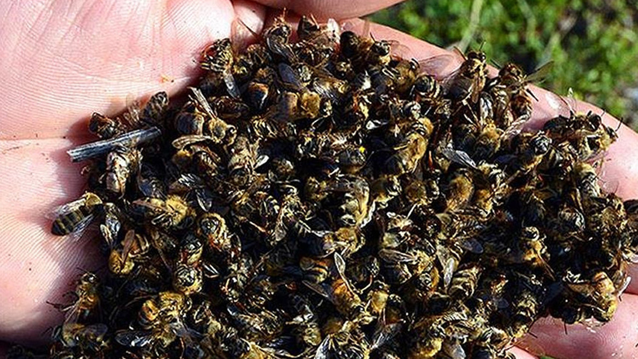 Arı ölümleri arttı büyük tehlike kapımıza dayandı