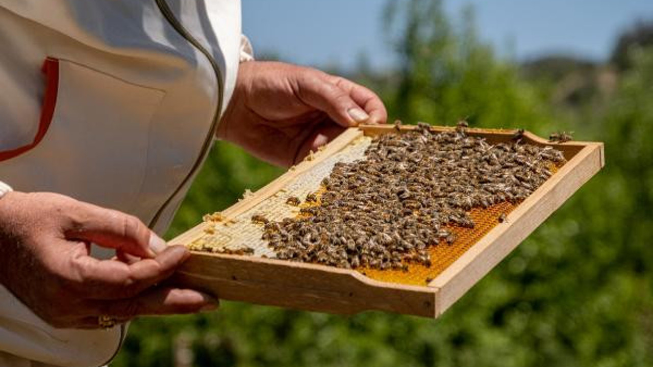 Sivas Zara’da yılda 900 ton bal üretiliyor