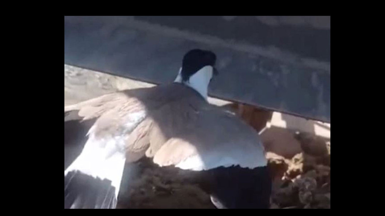 Anne kuşun cesareti koca bir dozeri durdurdu