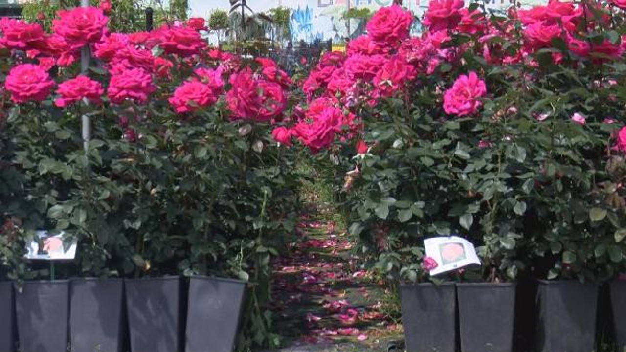 İstanbul 1 milyon gülle renklenecek