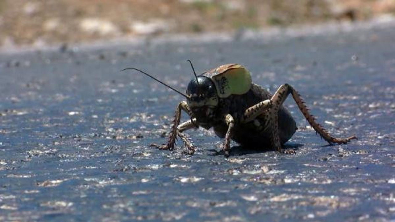 2 ilçe 11 köyü kuşattılar hedefleri Muş Ovası