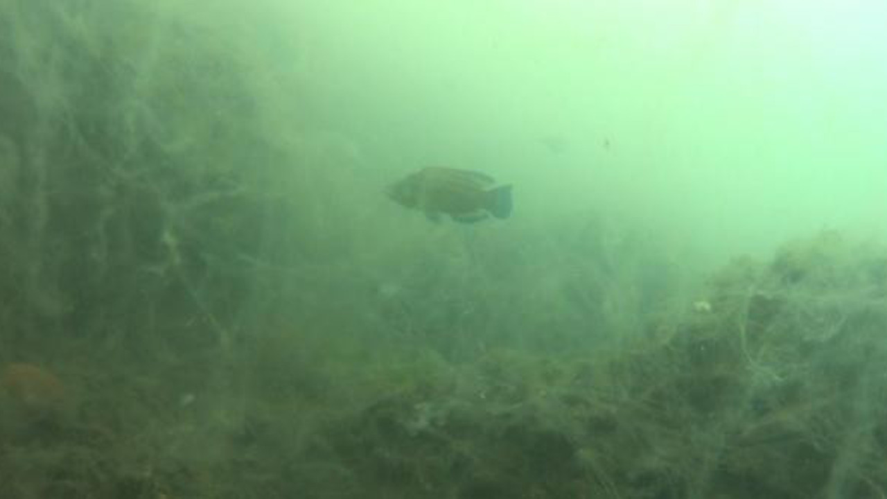 Denizin altındaki felaket görüntülendi