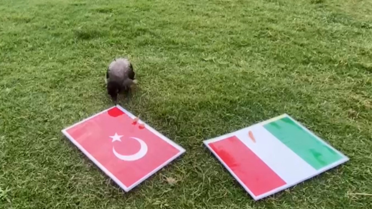 Karga Dido'nun tahmini Türkiye