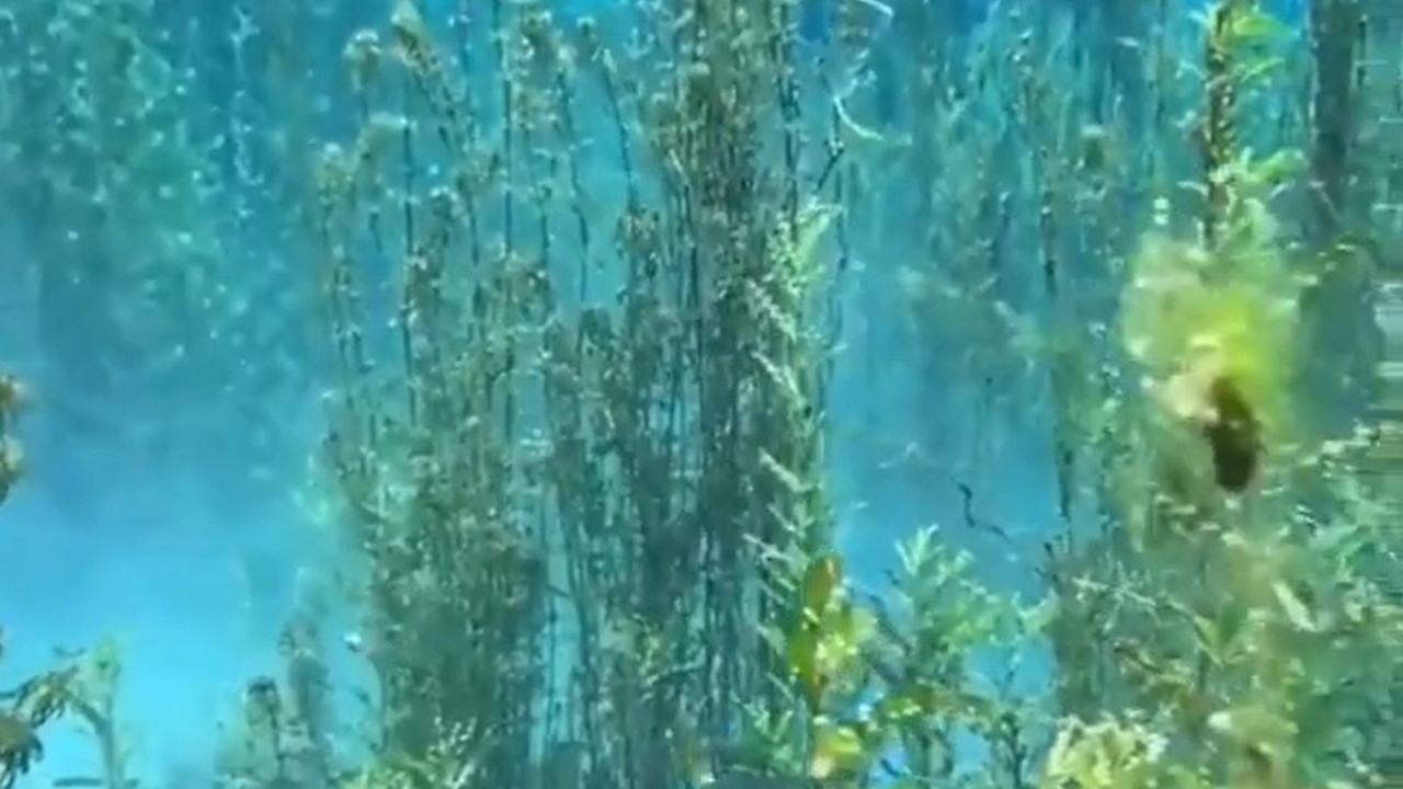 Onlar sayesinde nefes alıyormuşuz