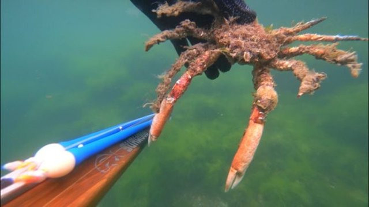 Müsilajın deniz tabanına verdiği tahribat dalgıçların kamerasına yansıdı