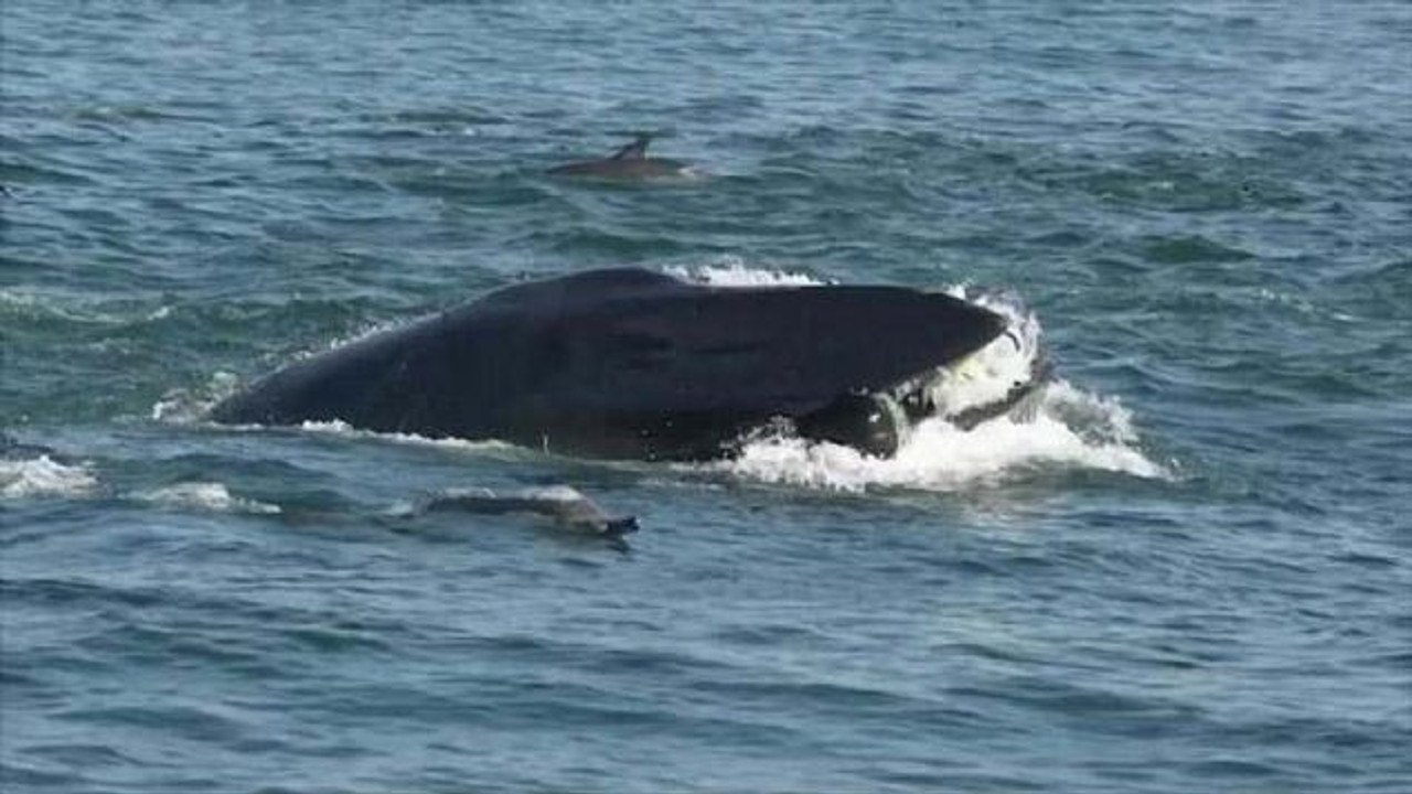 Balinanın yuttuğu dalgıç nasıl kurtulduğunu anlattı