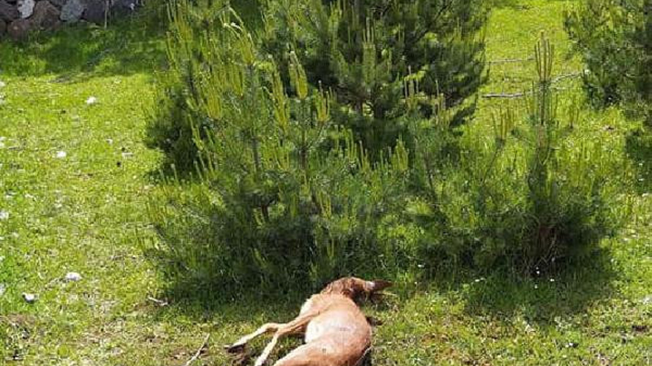 Yavru karacaya acımadılar