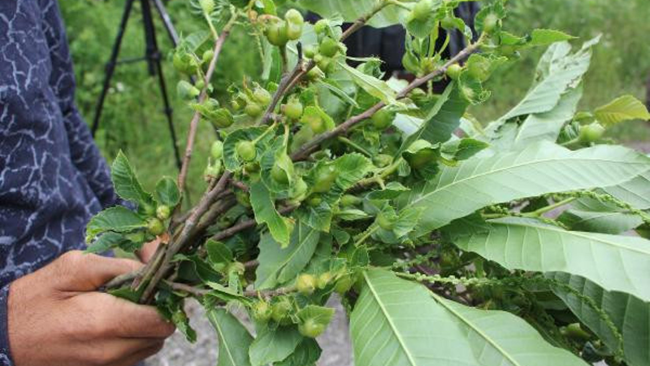 Çin’den bir bela daha geldi. Kastamonu'da gal arıları saldırıya geçti