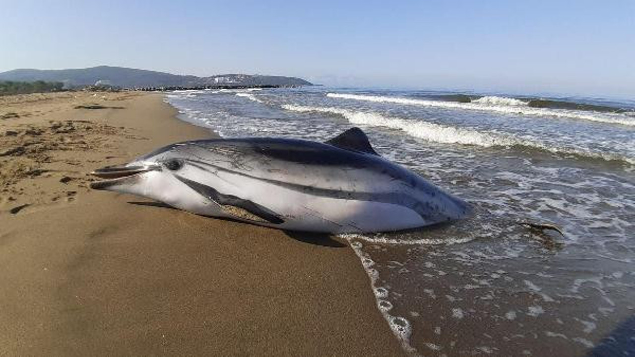 Hamile yunusun bu kez cansız bedeni kıyıya vurdu