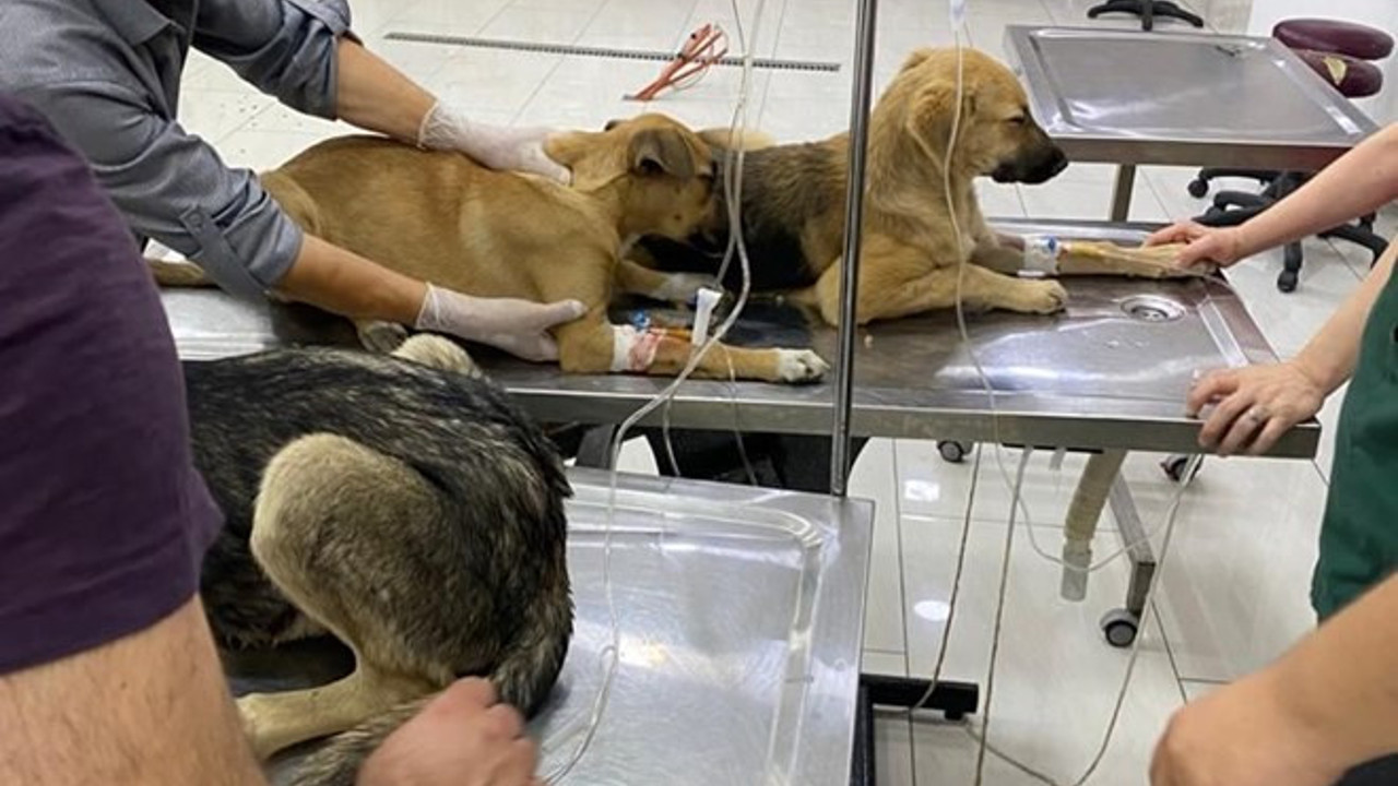 İstanbul'da 4 yavru köpek zehirlendi