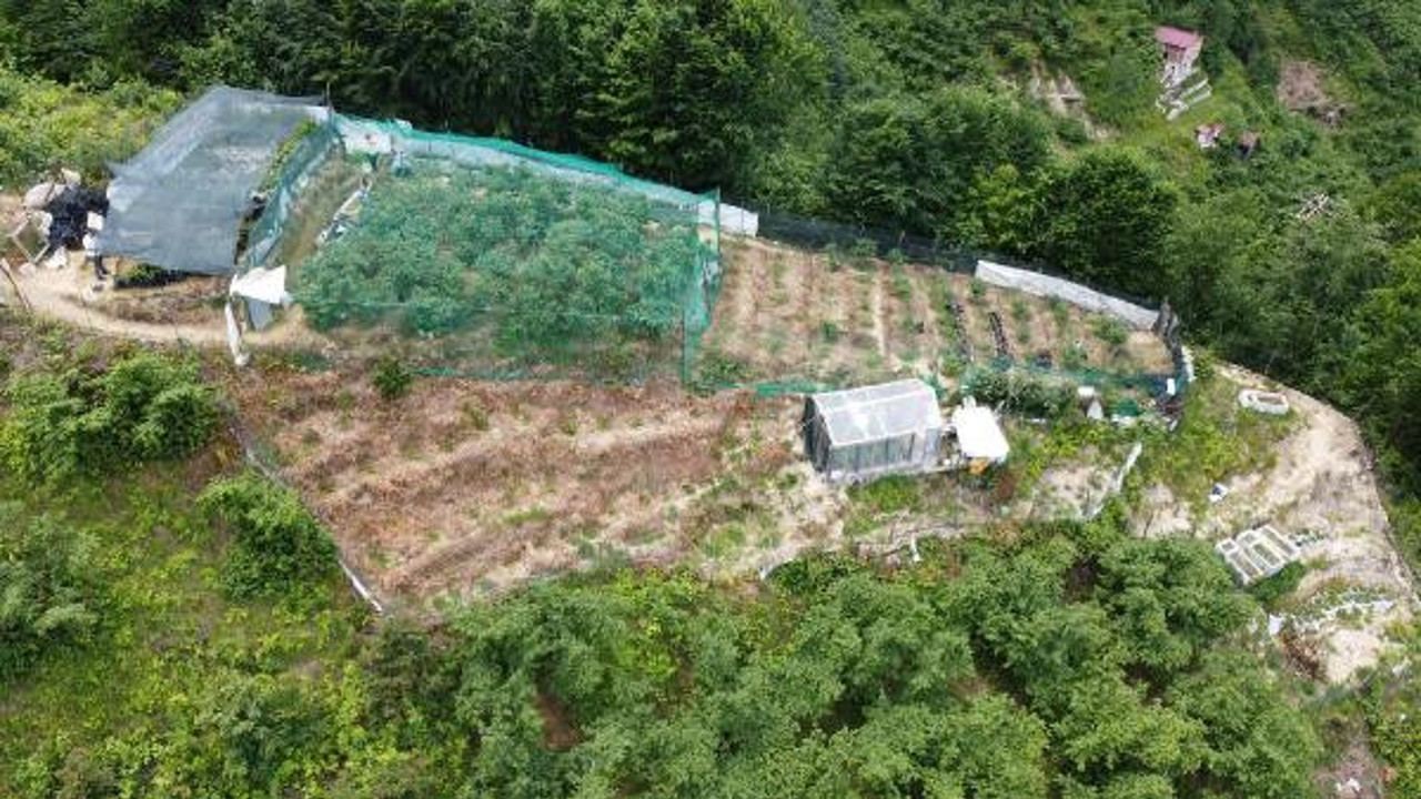 Trabzon'da 1 dönüme ekti yılda 100 TL kazanıyor