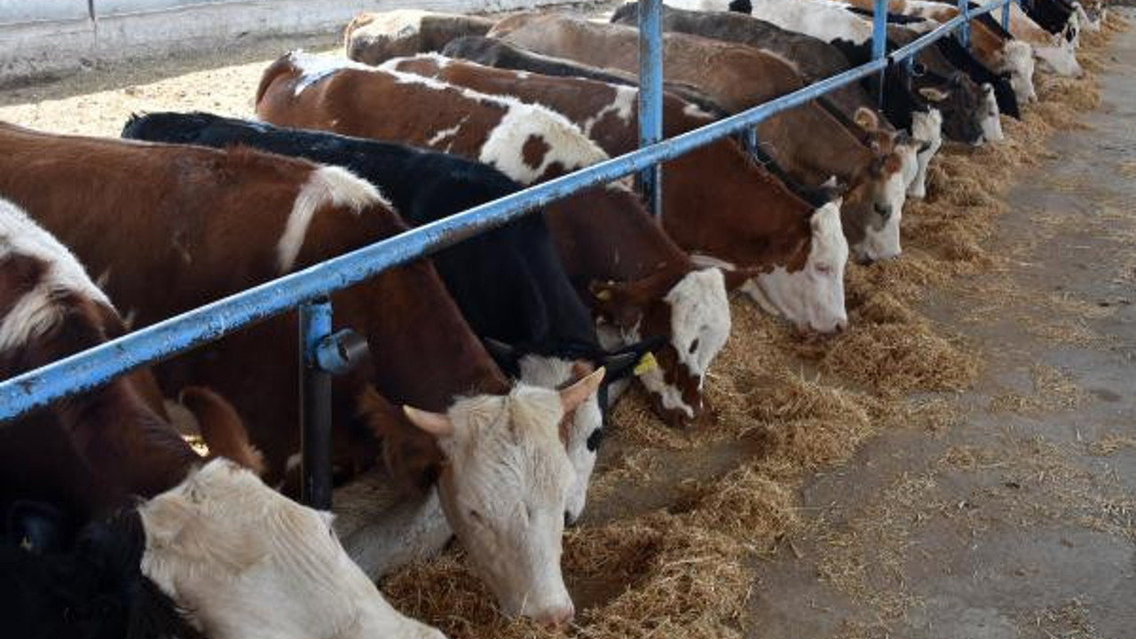 Konya Ovası’ndaki kuraklık, samanı da vurdu