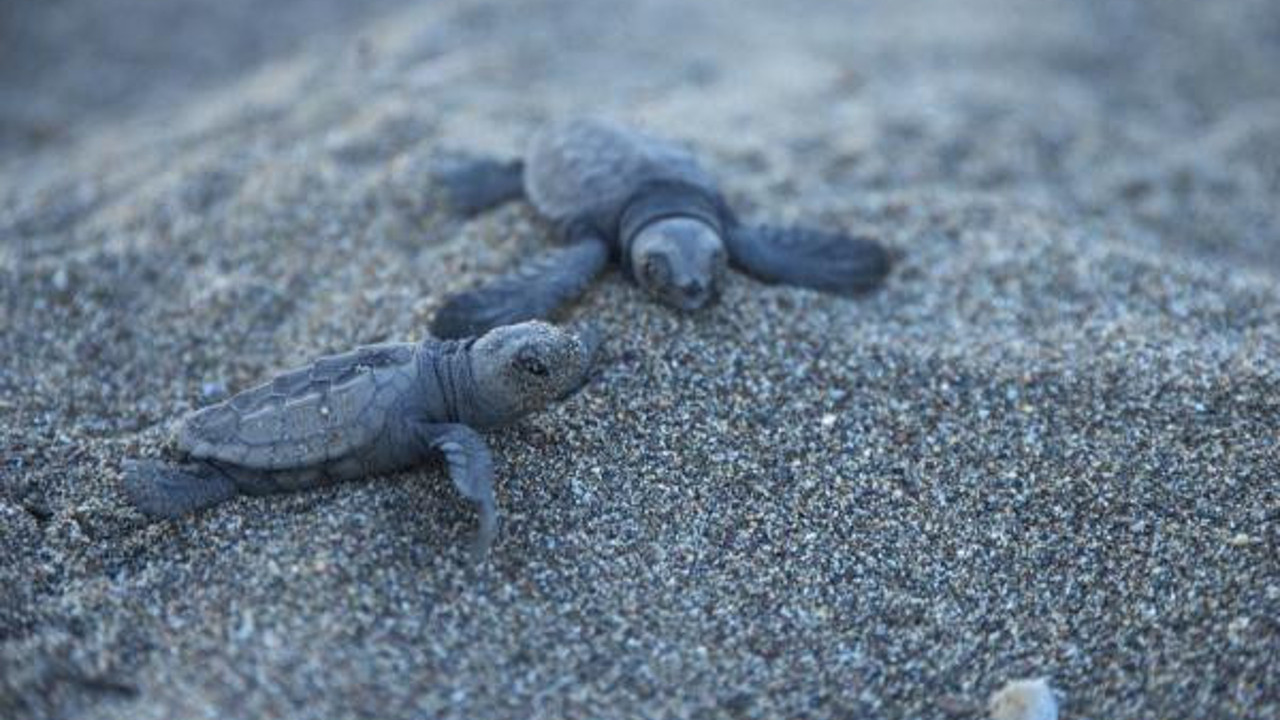 Carettalar, Mersin sahillerine yumurta bırakmaya başladı