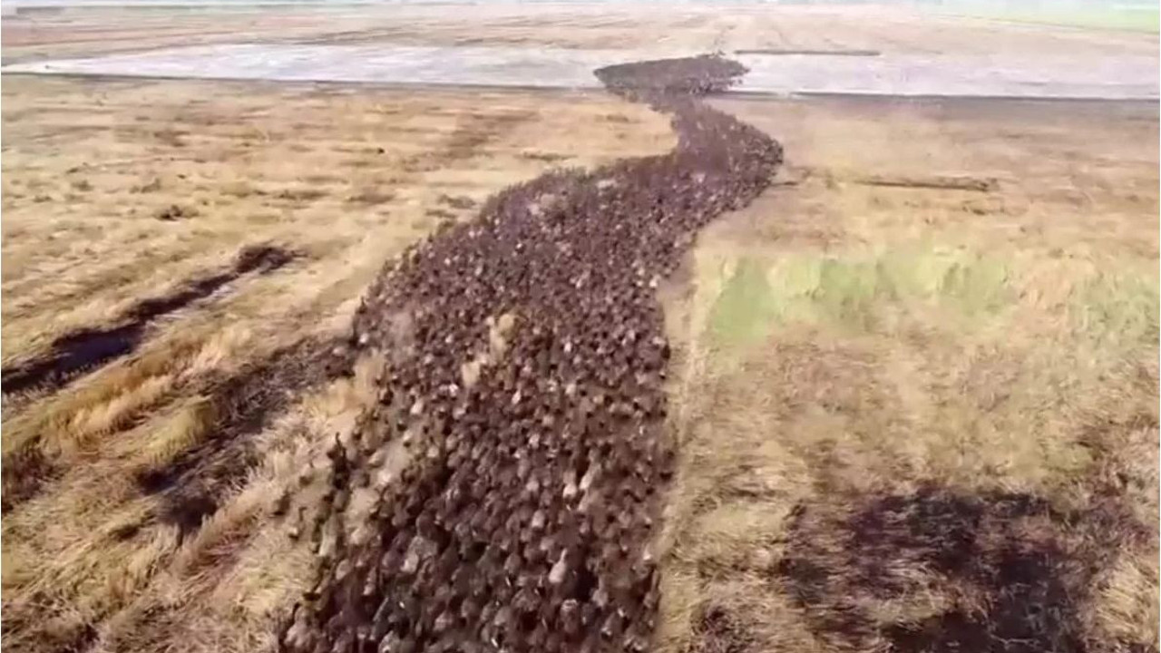 Ördek ordusu böyle görev yapıyor. Kimyasal zehirleri sıkıp böceklerden kurtulabilirlerdi