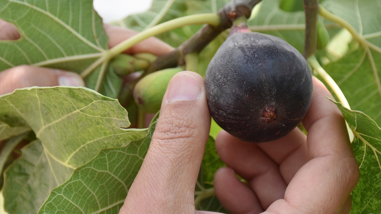 Aydın'da yılın ilk inciri hasat edildi