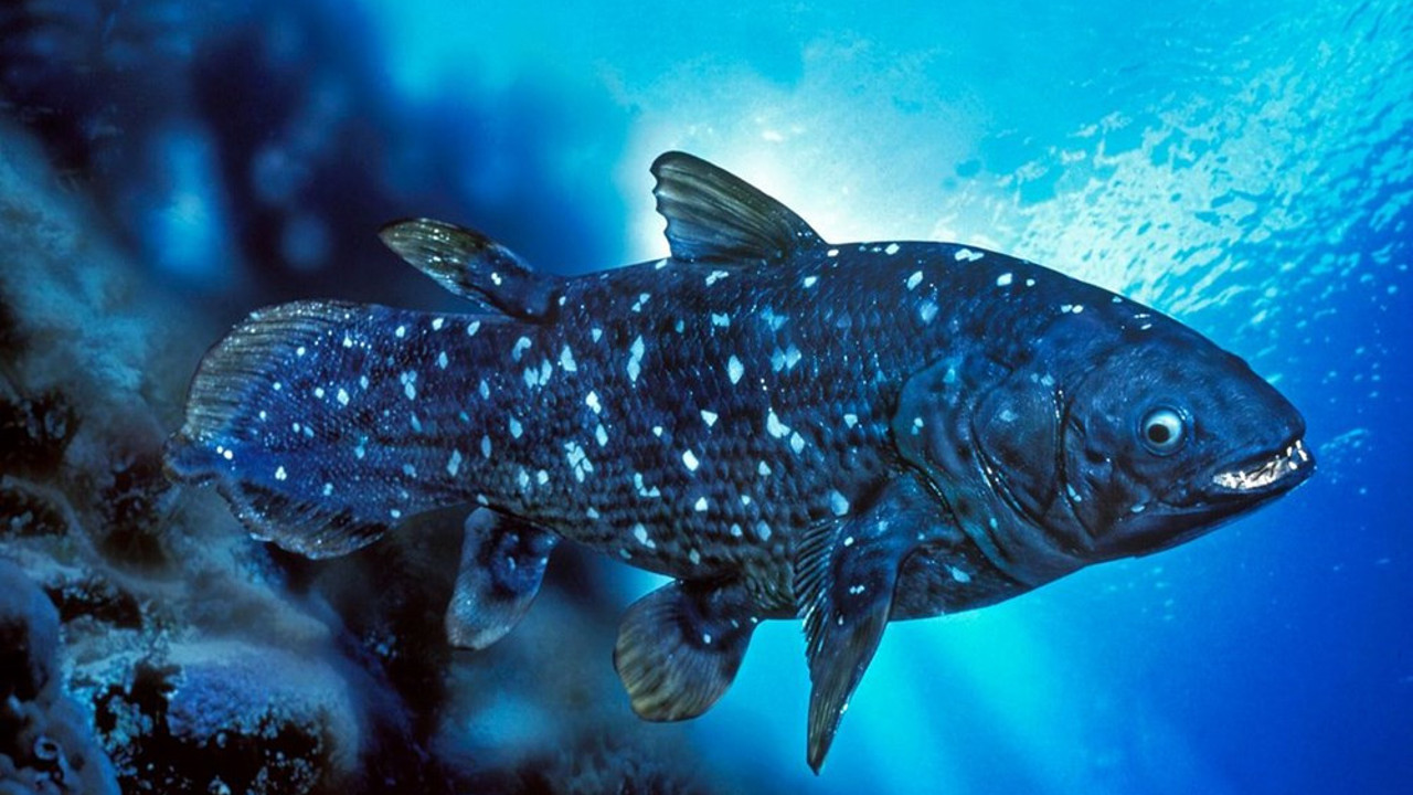 Yeni keşif: 'Yaşayan fosil' balık 100 yıl yaşıyor, hamileliği 5 yıl sürüyor