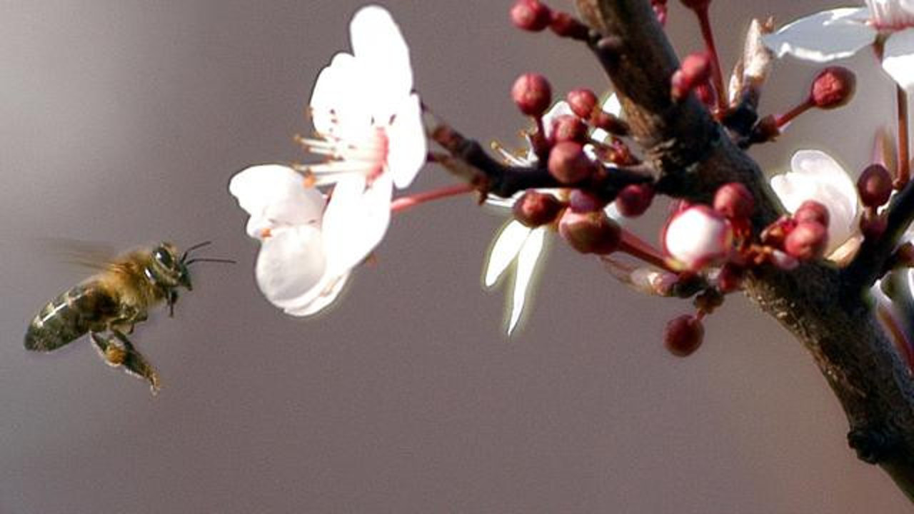 Arının soktuğu kişi yaşamını yitirdi
