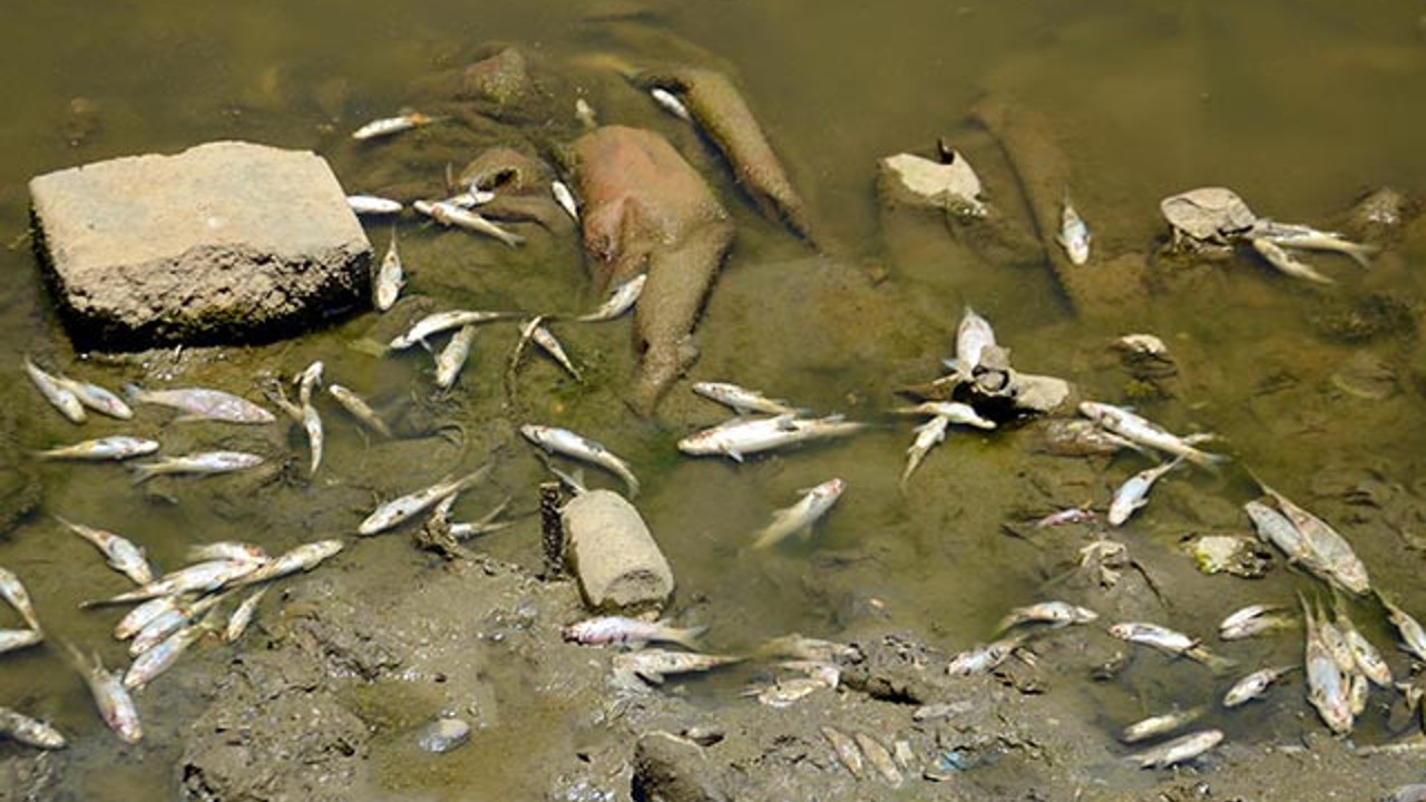 Karasu Nehri'nde balıklar ölü şekilde karaya vurdu