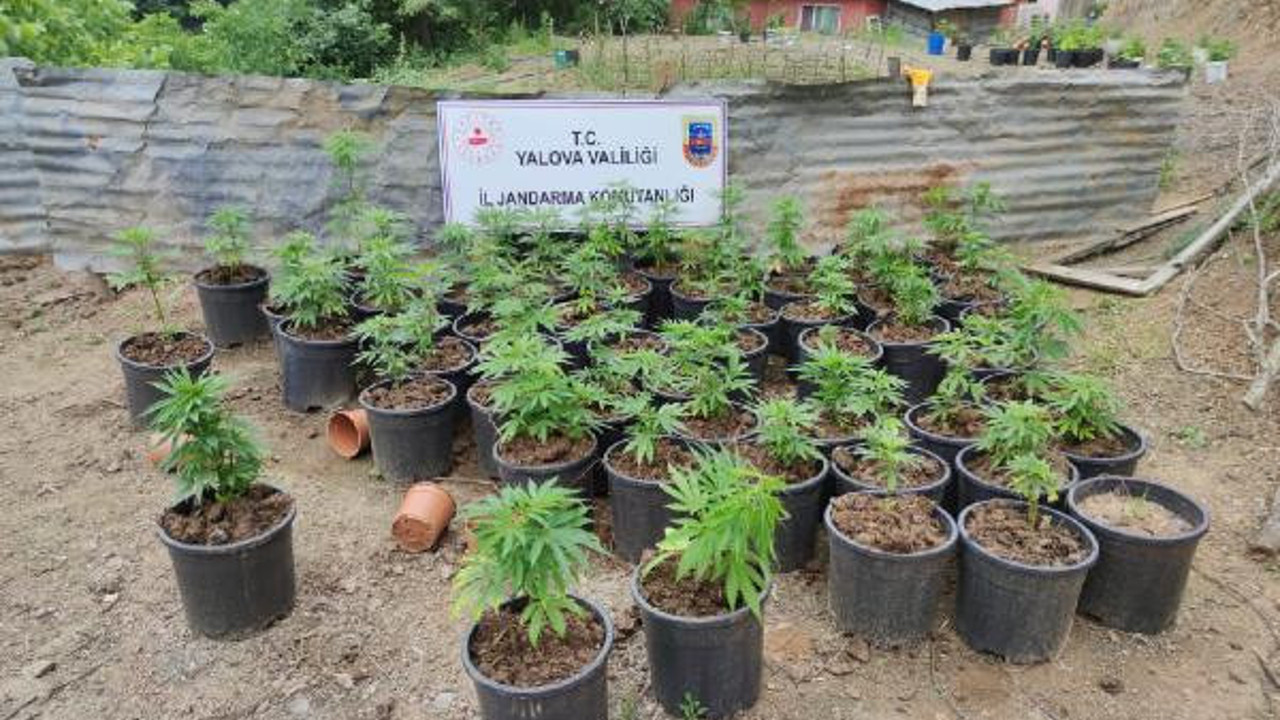 Ev ve bahçede 2 bin 767 kök Hint keneviri ele geçirildi