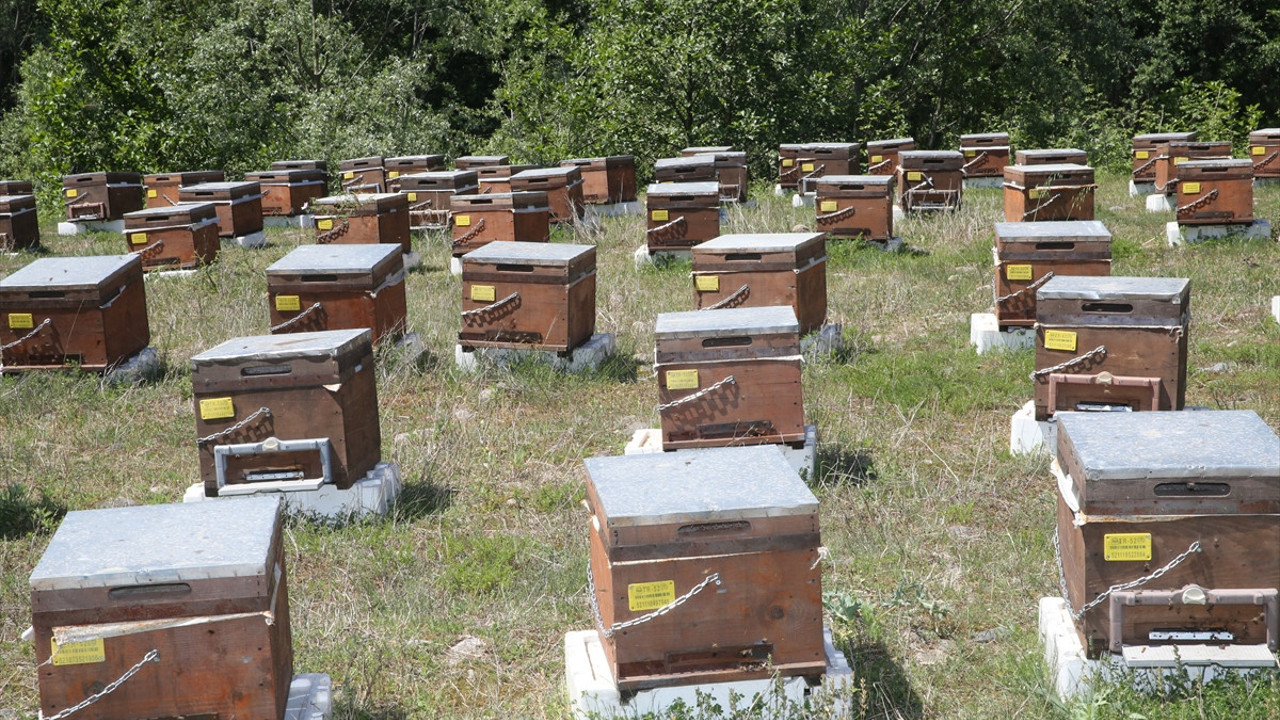 Arı sütüne ilgi arttı