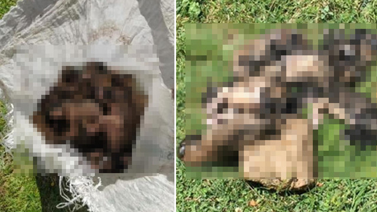 Denizli'de 20 yavru köpeği çuvallara koyup dereye attılar