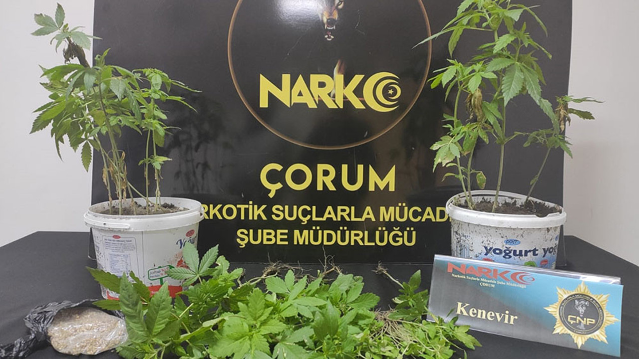 Evini kenevir bahçesine çeviren zanlı yakalandı