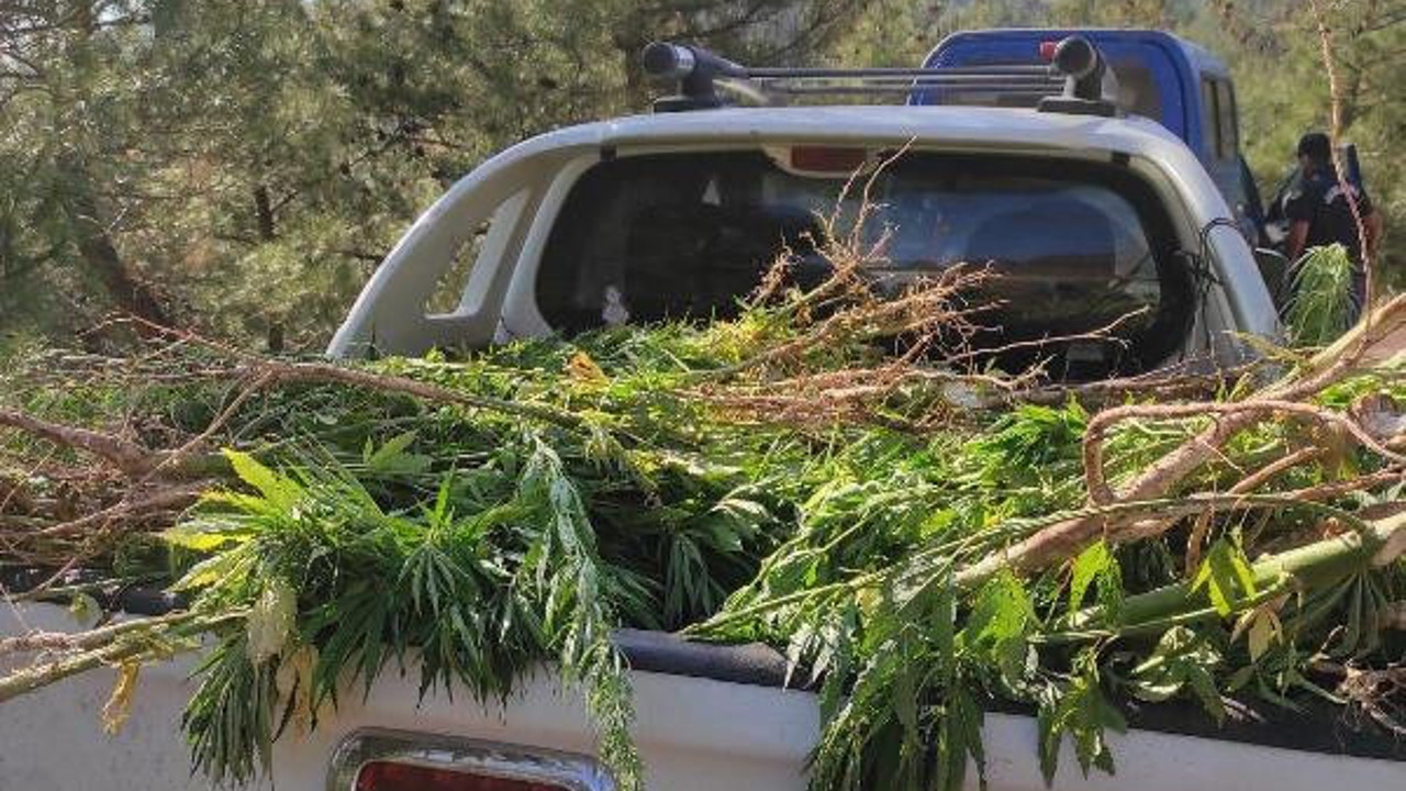 Dağlık alanda 7 bin 253 kök Hint keneviri ele geçirildi