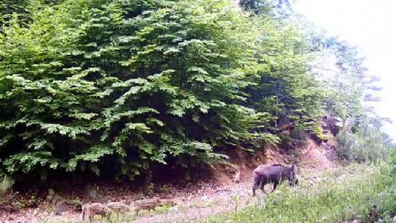 Bolu’da yaban hayat fotokapanla görüntülendi