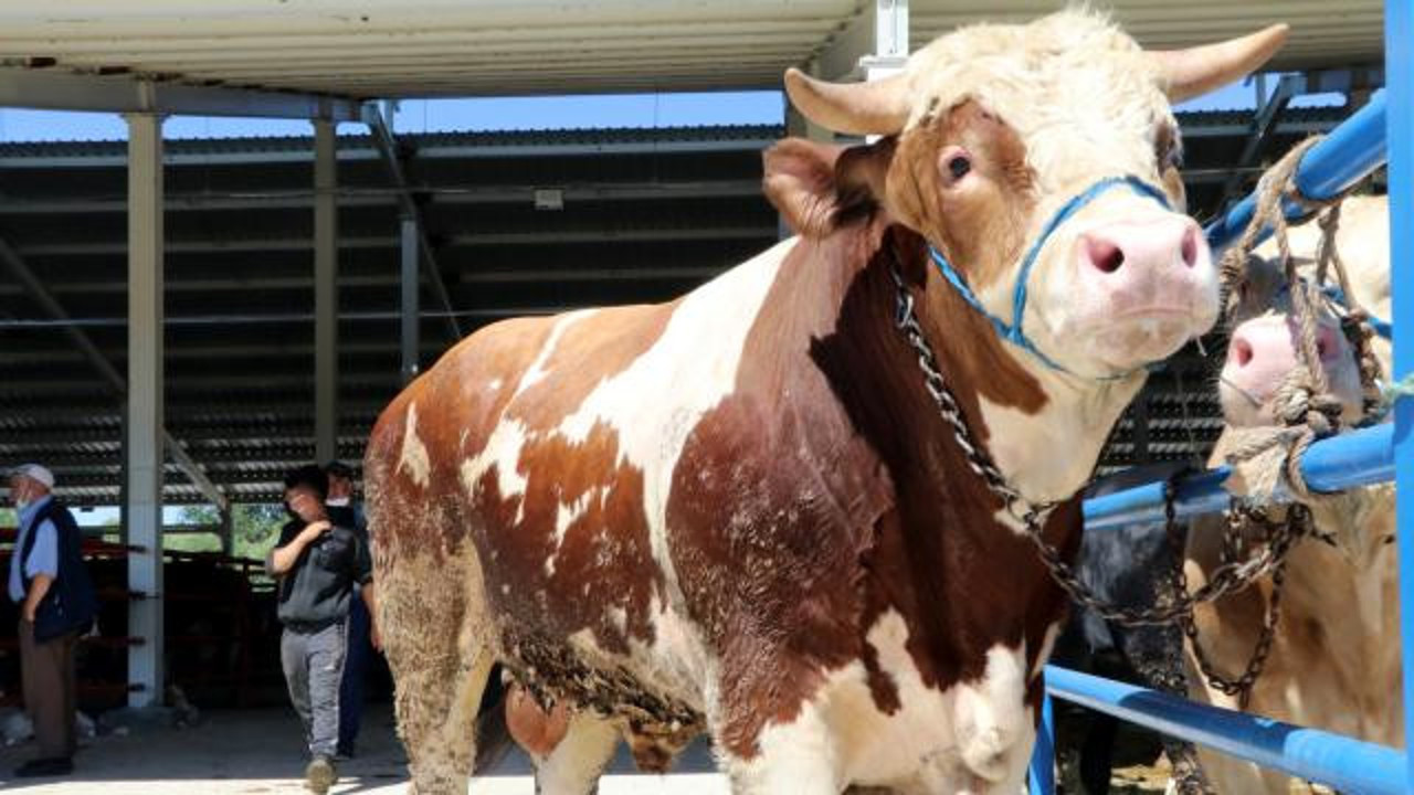 1 ton ağırlığındaki kurbanlık alıcısını bekliyor
