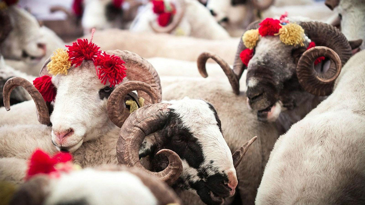 Kurban Bayramı öncesi kritik uyarı. Sahte olanlara dikkat