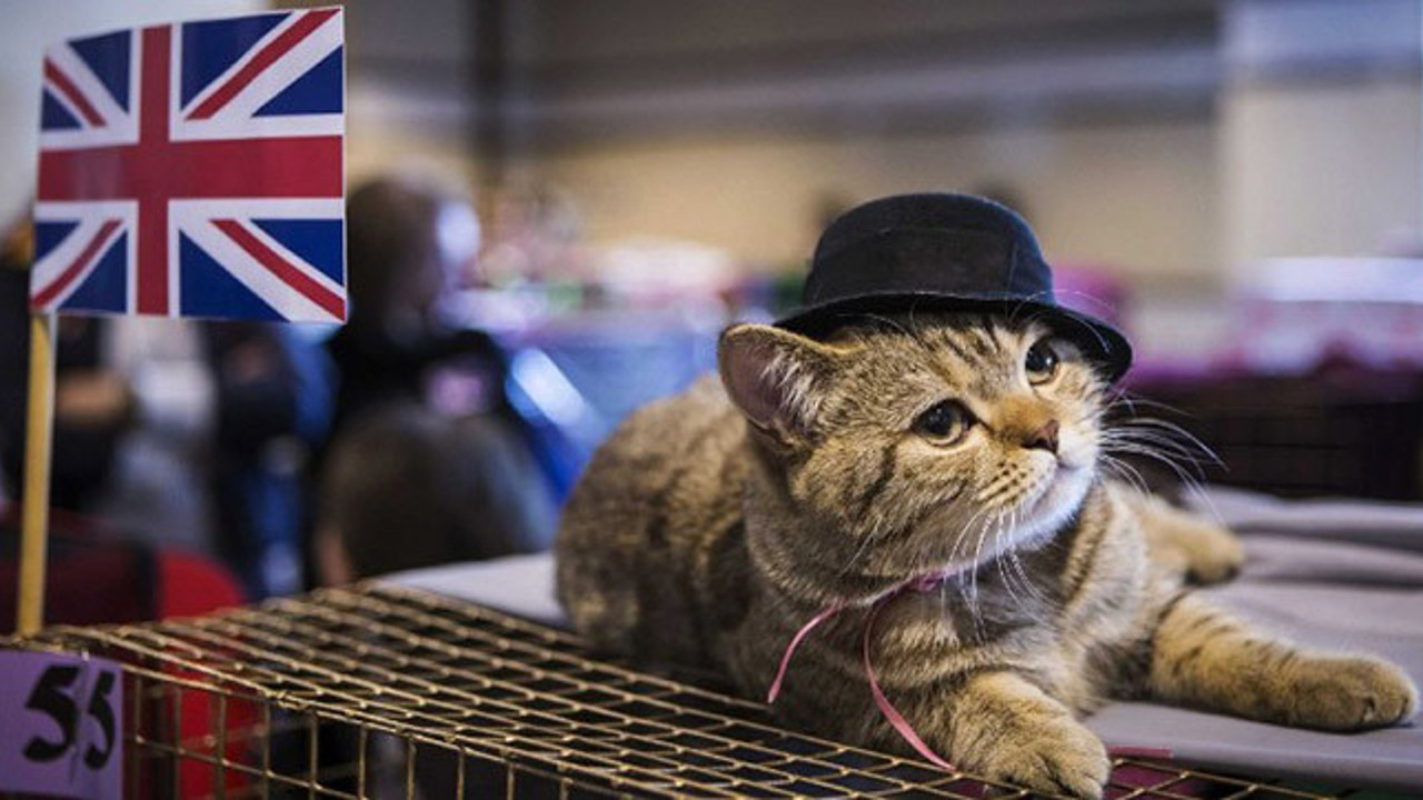 İngiltere'de hayvanlar için anma töreni