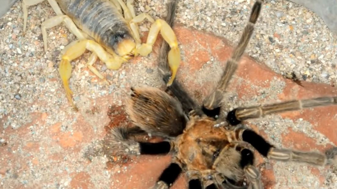 Akrep ile tarantula ölümüne kapıştı