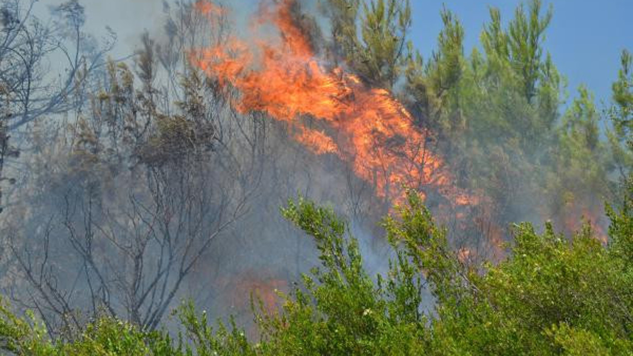 Antalya'da orman yangını. 15 dekar alan yandı