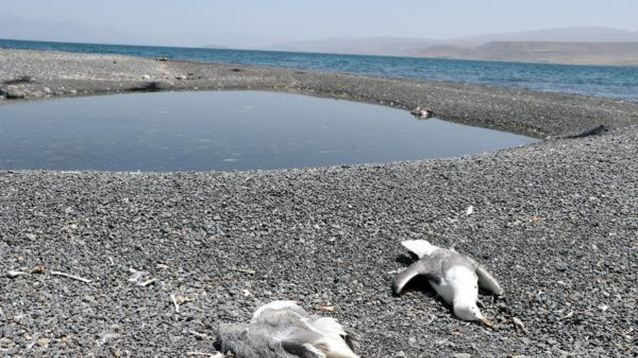 Van Gölü havzasındaki martı ölümlerinin sırrı ortaya çıktı