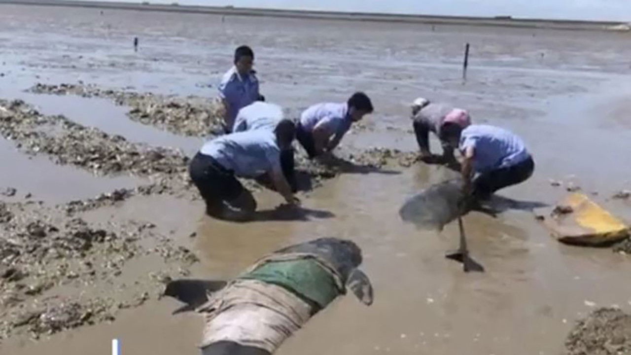 Çin’de 12 balina karaya vurdu