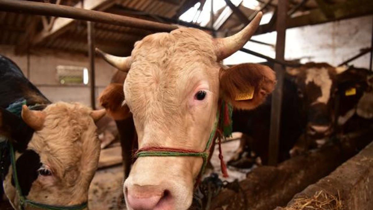 Tuzla’da kurbanlık satış ve kesim noktalarına denetim yapıldı