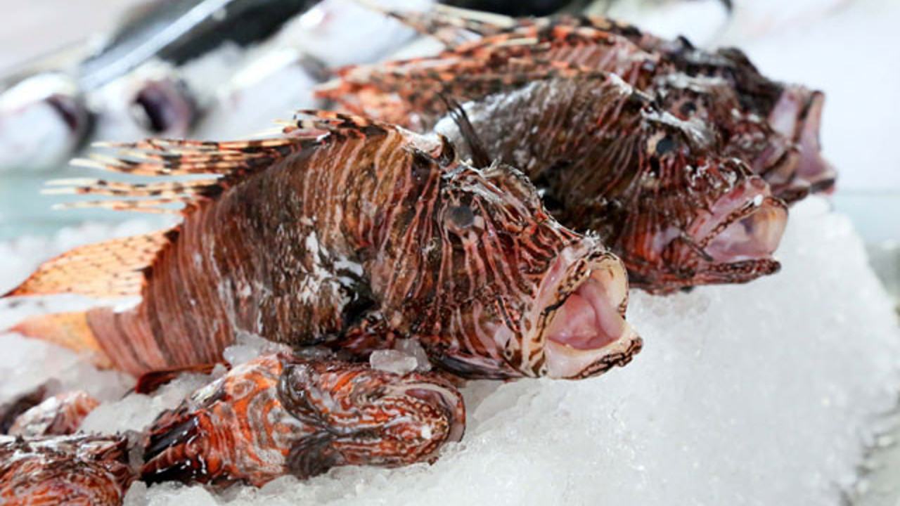 Zehirli balığın kilosu 10 ayda 4 kat arttı