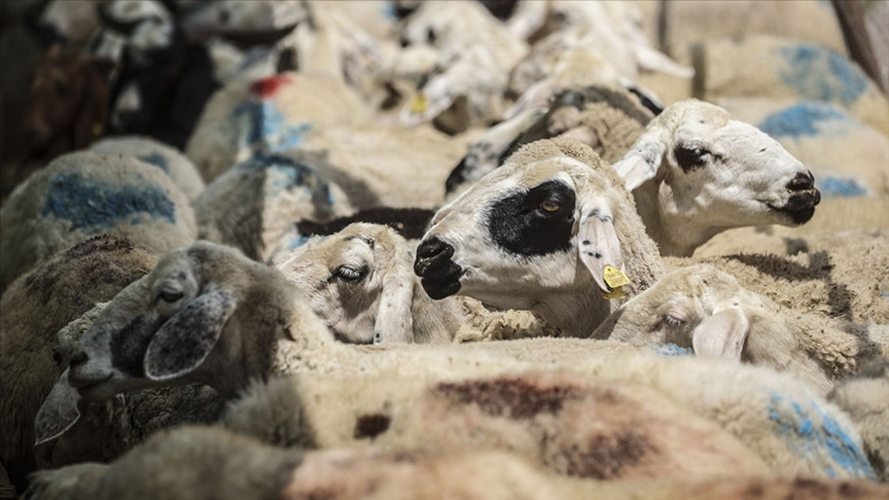 Diyanet'ten kurbanlık alacaklara uyarı