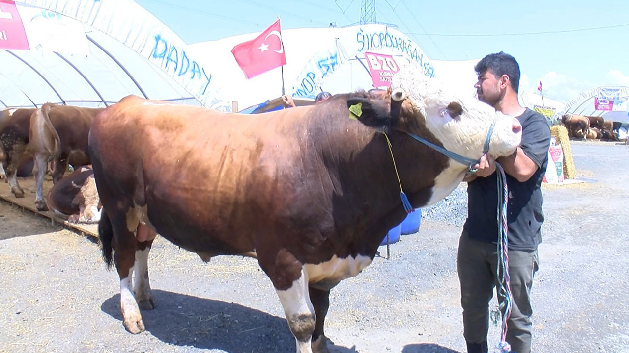 1 tonluk büyükbaş görücüye çıktı. Kurban pazarlarında hareketlilik