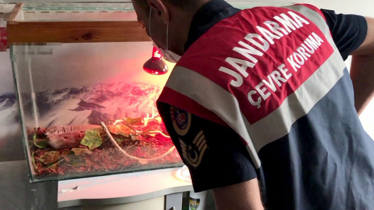 İstanbul'da ticareti yasak olan 21 hayvan ele geçirildi