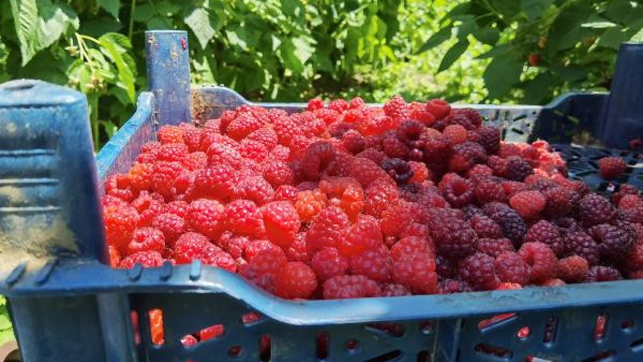 Dağların zirvesinde yetişiyor kilosu 30 TL'den satılıyor