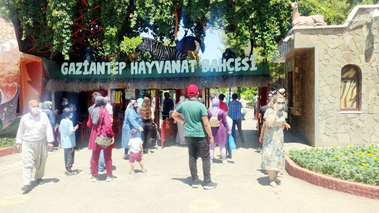 Gaziantep'te kafesinden kaçan aslan hayvanat bahçesinde dehşet saçtı