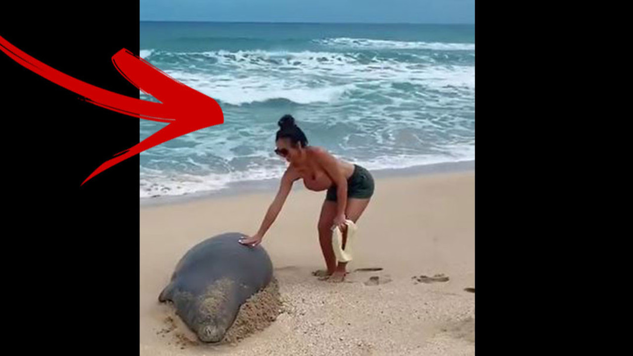 Foka dokundu hayatının hatasını yaptı. Bu fotoğrafın bedeli çok ağır oldu