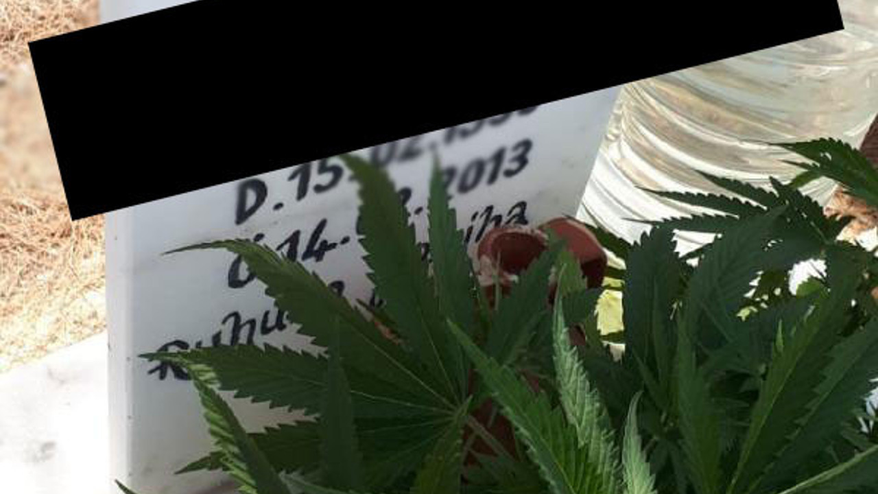 Mezara kenevir ektiler