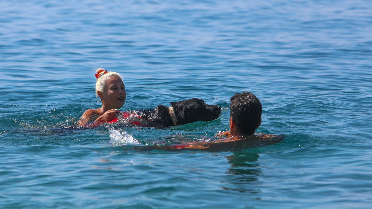 Sokak köpeği hayat kurtaracak