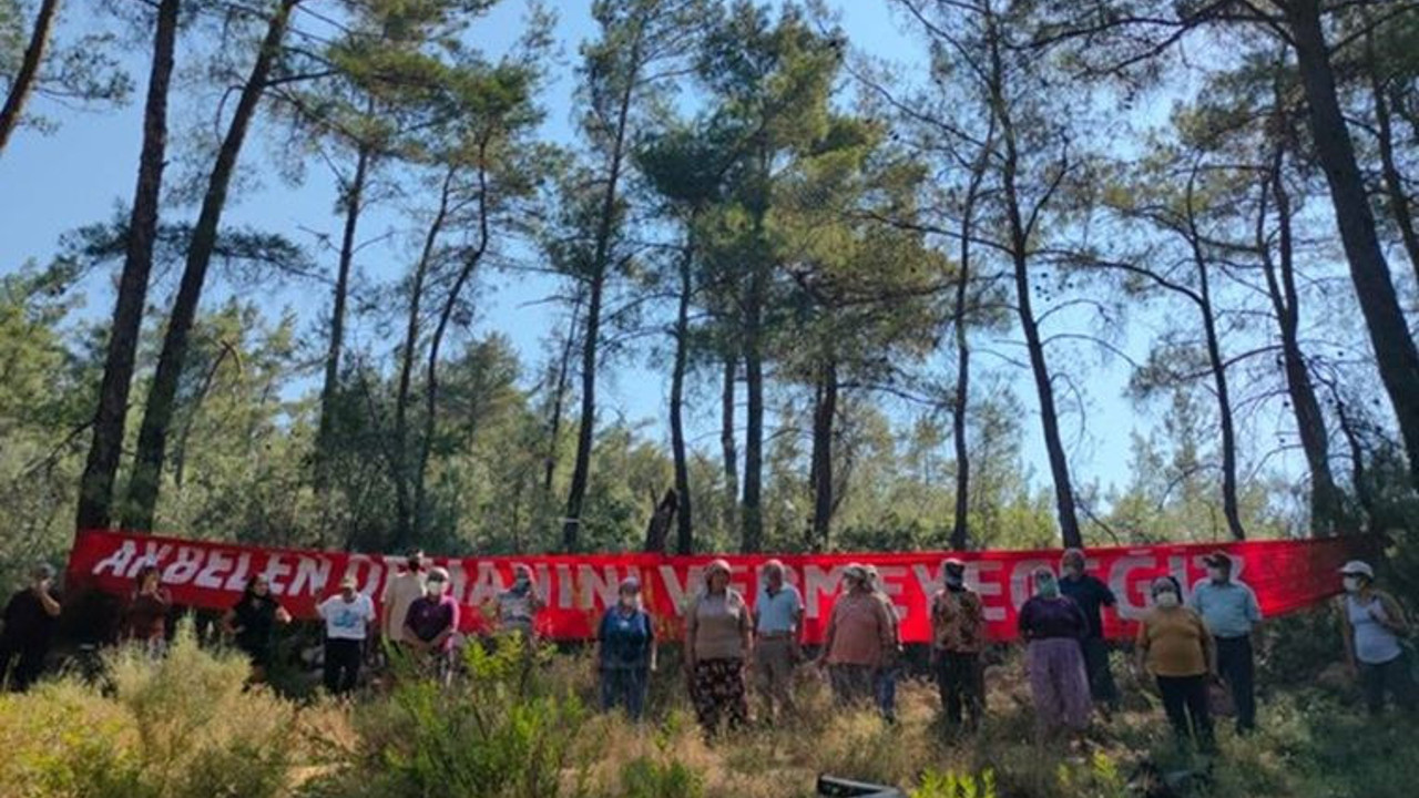 Akbelen Ormanı'nda kıyım başladı