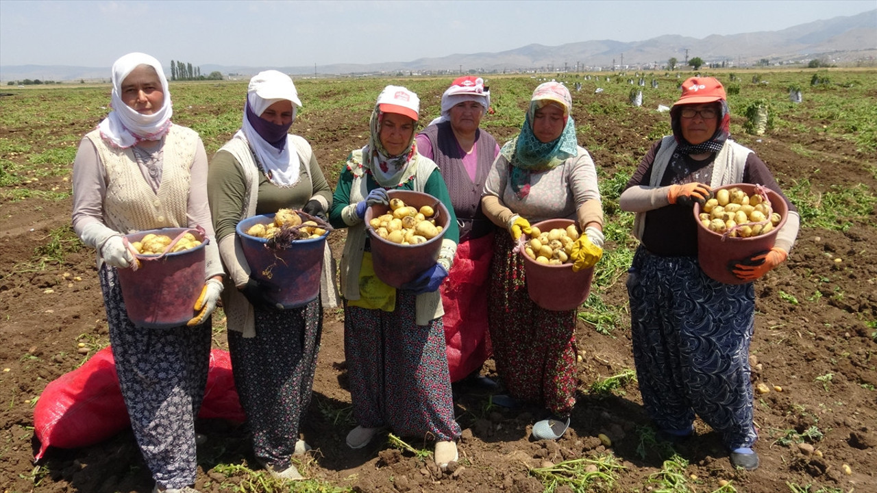Afyonkarahisar'da yazlık patates hasadı başladı