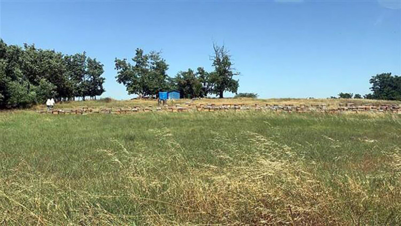 Tekirdağ'da arı saldırısı: 1 ölü