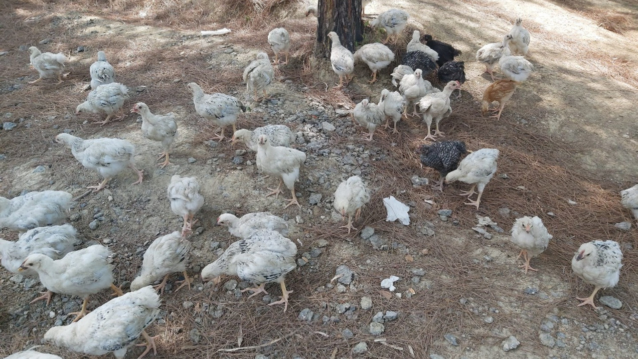 Eskiden bebekler terk edilirdi. Şimdi yüzlerce civciv ölüme terk edildi.